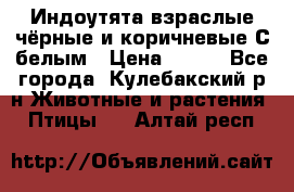 Индоутята взраслые чёрные и коричневые С белым › Цена ­ 450 - Все города, Кулебакский р-н Животные и растения » Птицы   . Алтай респ.